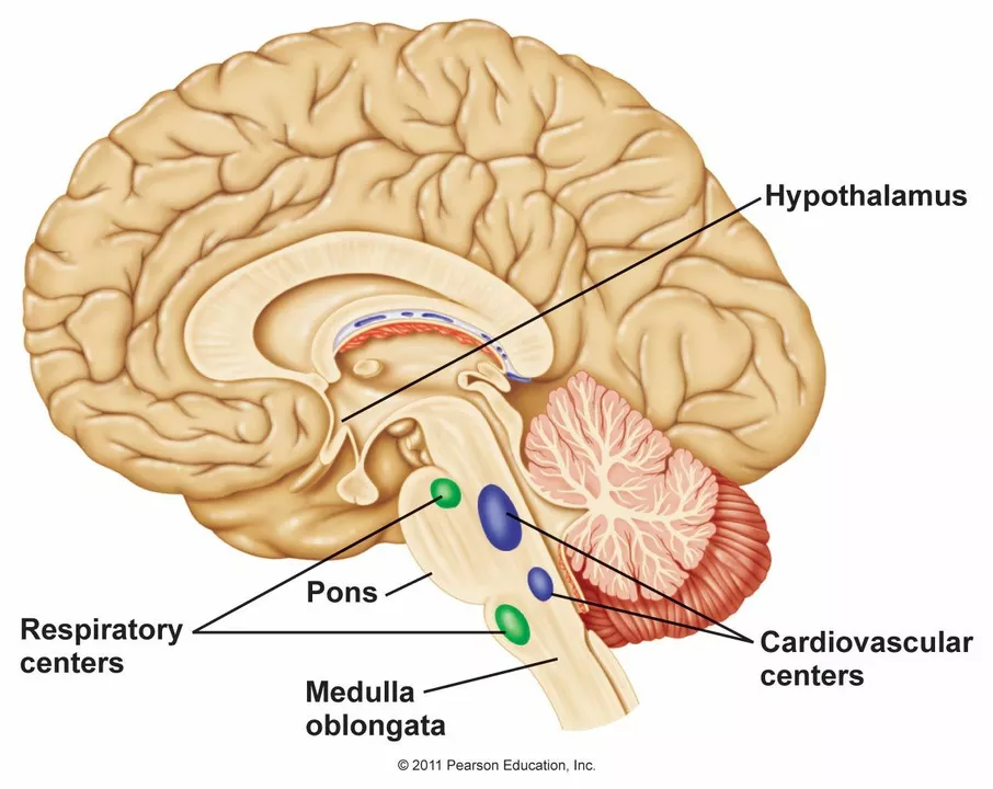The Connection Between Central Cranial Diabetes Insipidus and Brain Tumors